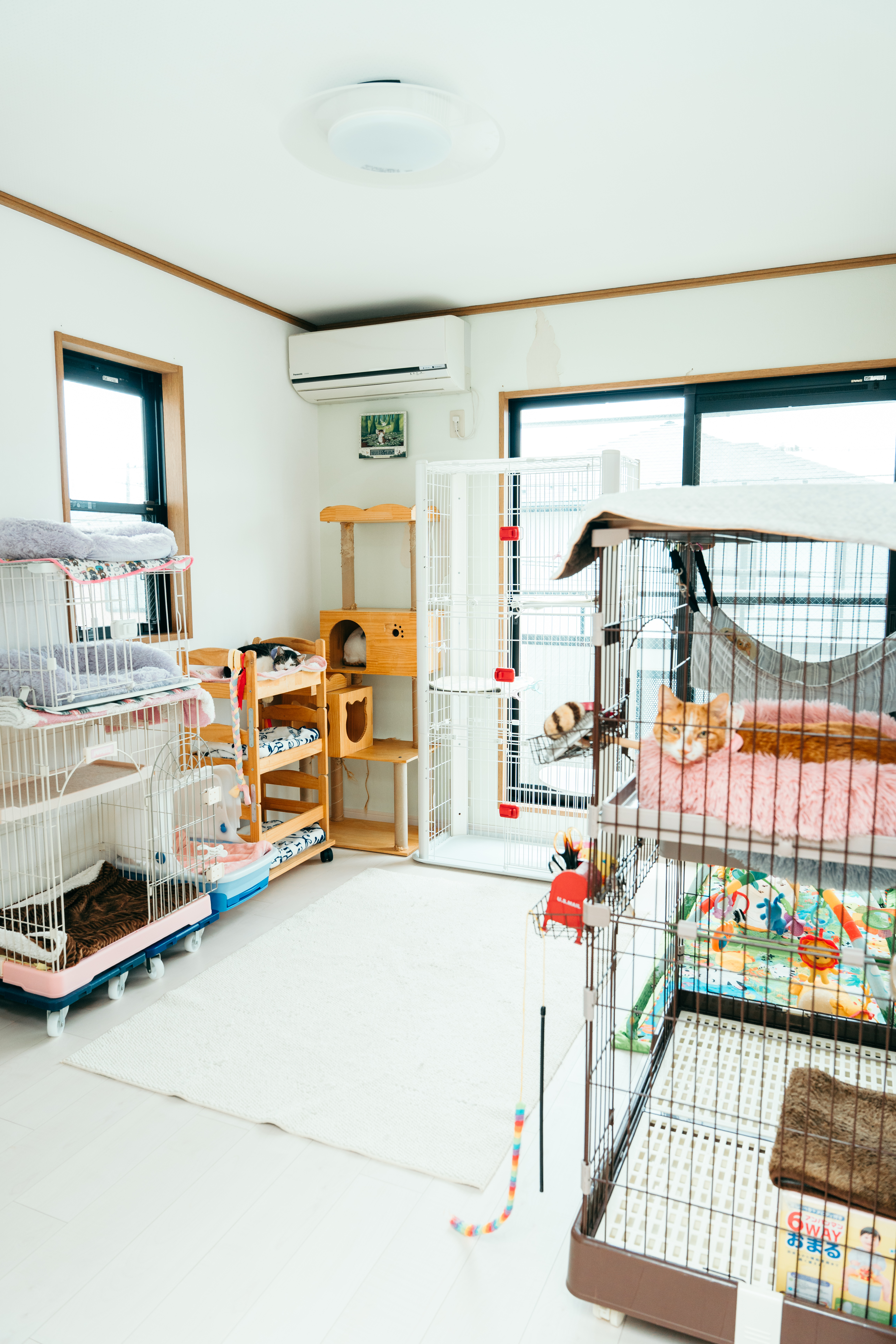 施設内観 キャットタワー・ケージエリア
