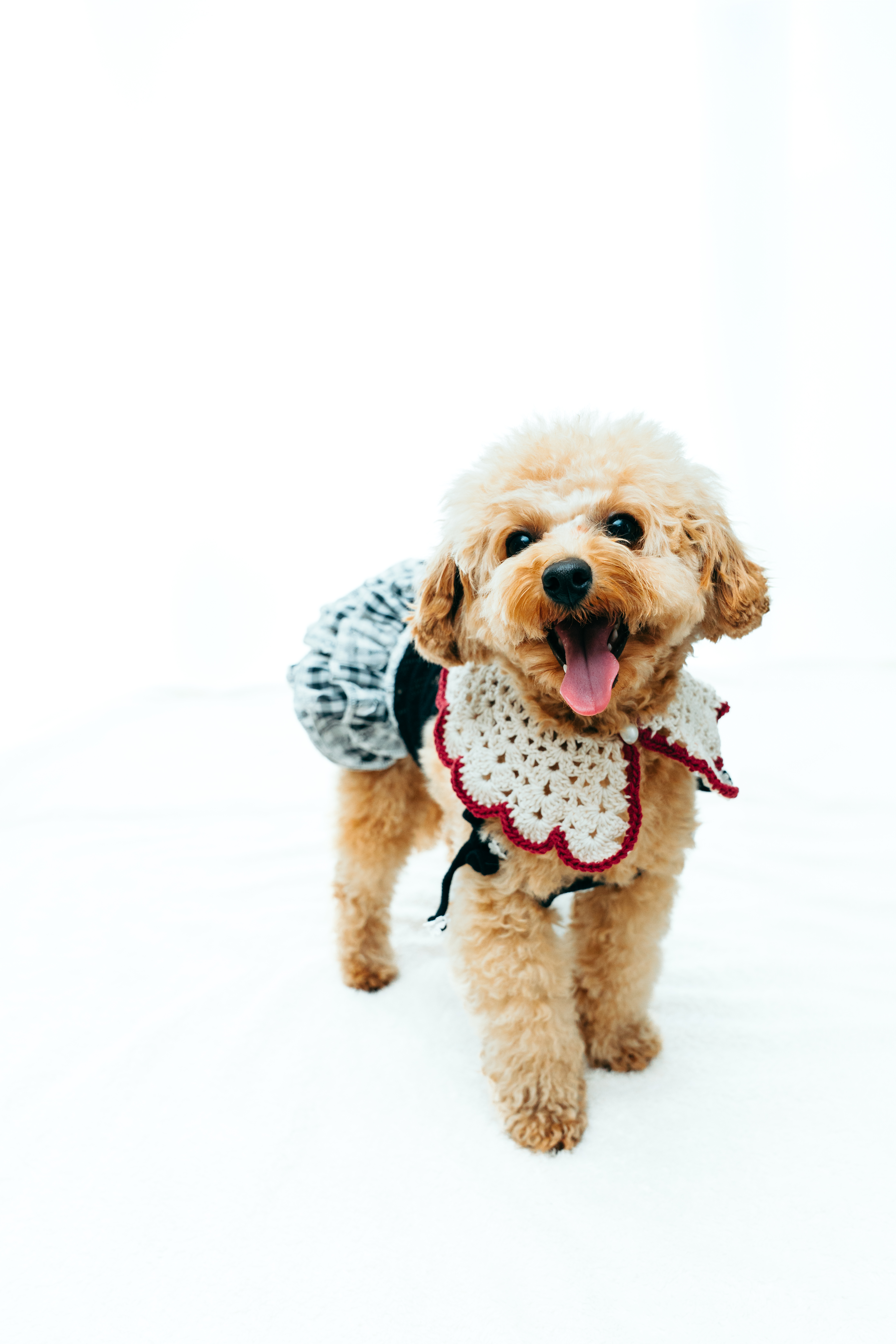 バンダナ着用例