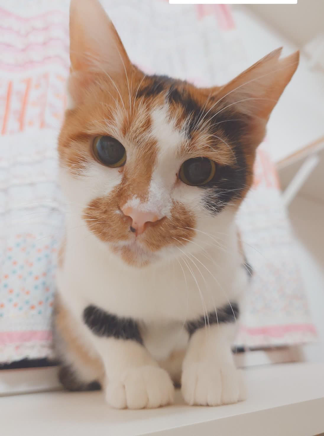 いずみちゃん