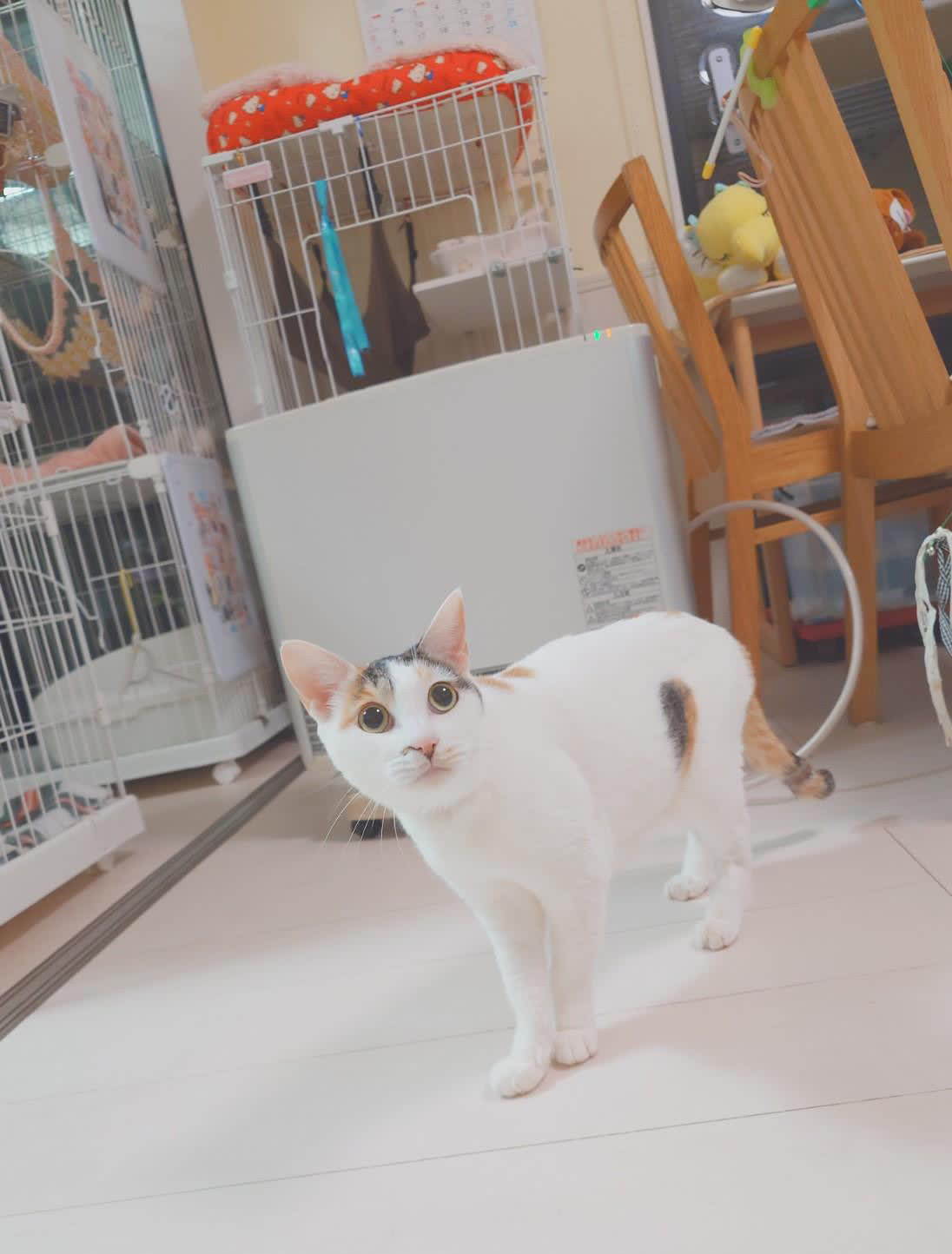のんちゃん